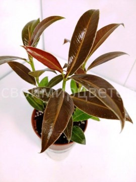 Фикус Elastica Melany 1 (1)